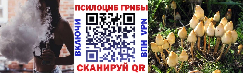кракен зеркало Шацк Псилоцибиновые грибы GOLDEN TEACHER